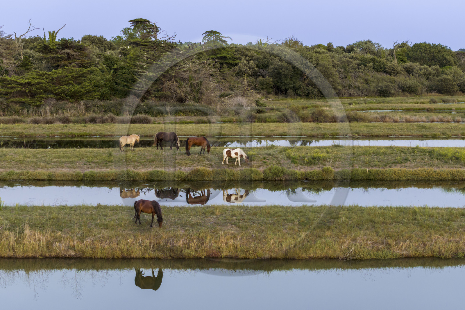 France, Charente-Maritime (17), Ile d'Oléron, Saint-Georges-d'Oléron, les anciens marais salants qui servent aujourd'hui de zone d'affinage des huitres, les claires, et d'élevage de crevettes, chevaux au paturage (vue aérienne)