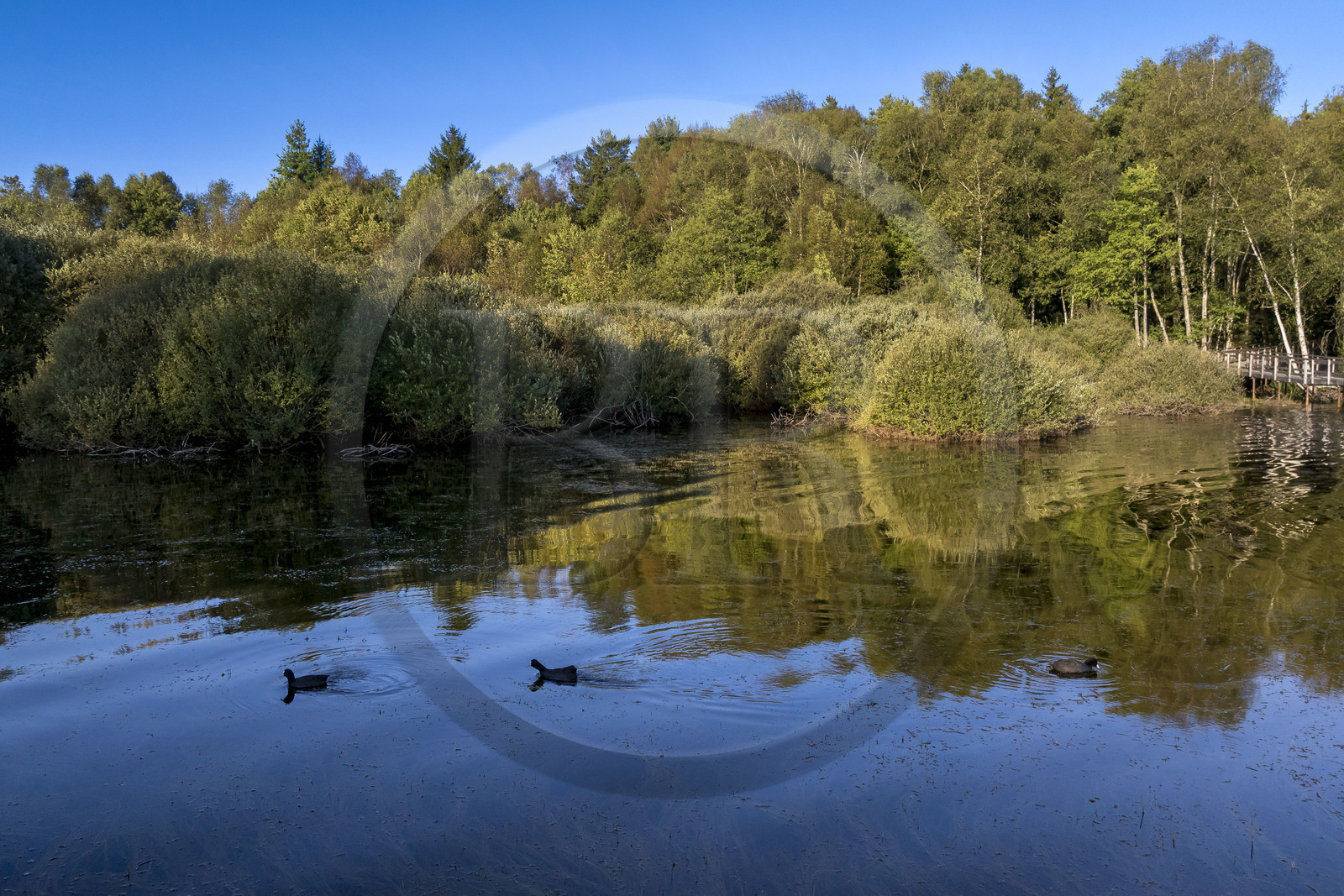France, Nièvre (58), Parc naturel régional du Morvan, Moux-en-Morvan, lac des Settons, vue depuis la passerelle de Chevigny au sud du lac au niveau de l'embouchure de la rivière Cure, possède un observatoire ornithologique (vue aérienne)
