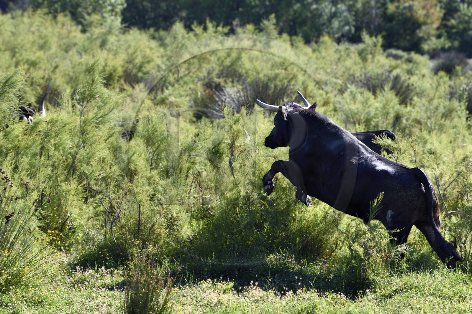 France, Bouches-du-Rhône (13), Parc naturel régional de Camargue, Mas du Menage, manade Saint Antoine (Cauzel), taureau camarguais appellés Raço di Biou