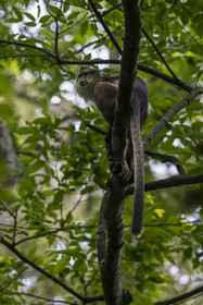 Rwanda, Province de l’Ouest, Nyakabuye, Parc national de Nyungwe, forêt tropicale humide naturelle de Cyamudongo, Cercopithèque de Dent (Cercopithecus denti)