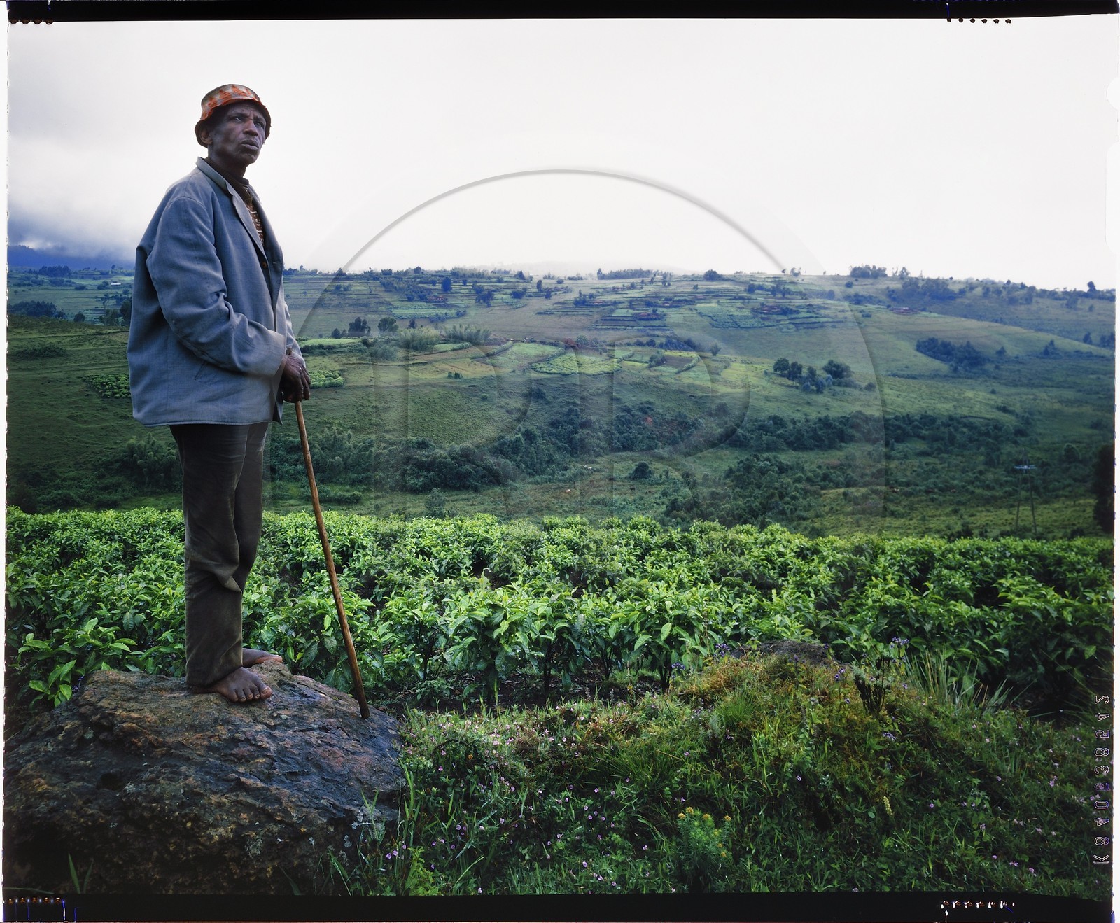 Burundi, province de Bujumbura, région d'Ijenda, homme Tutsi dans les collines et plantations de thé (reproduction plan-film inversible 4x5)
