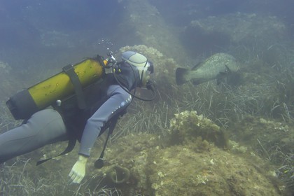 France, Var (83), Iles d'Hyères, parc national de Port Cros, Ile de Port-Cros, plongée en bouteille à la découverte de la faune marine, Mérou