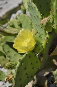 France, Bouches du Rhone, Marseille, Calanques National Park, archipelago of Frioul islands, Pomegues island, barbary fig (Opuntia ficus-indica) flower