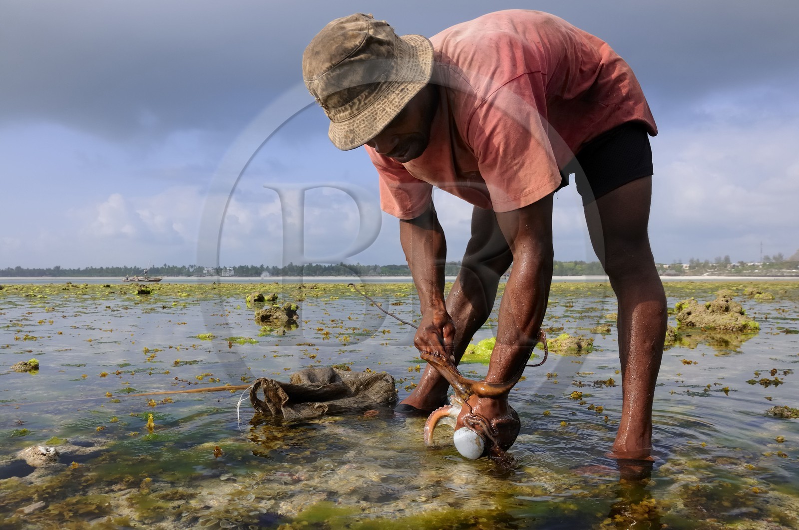 Tanzanie, archipel de Zanzibar, île de Unguja (Zanzibar), côte Sud-Est, Bwejuu, pêche à pied de poulpes sur le récif coralien à marée basse