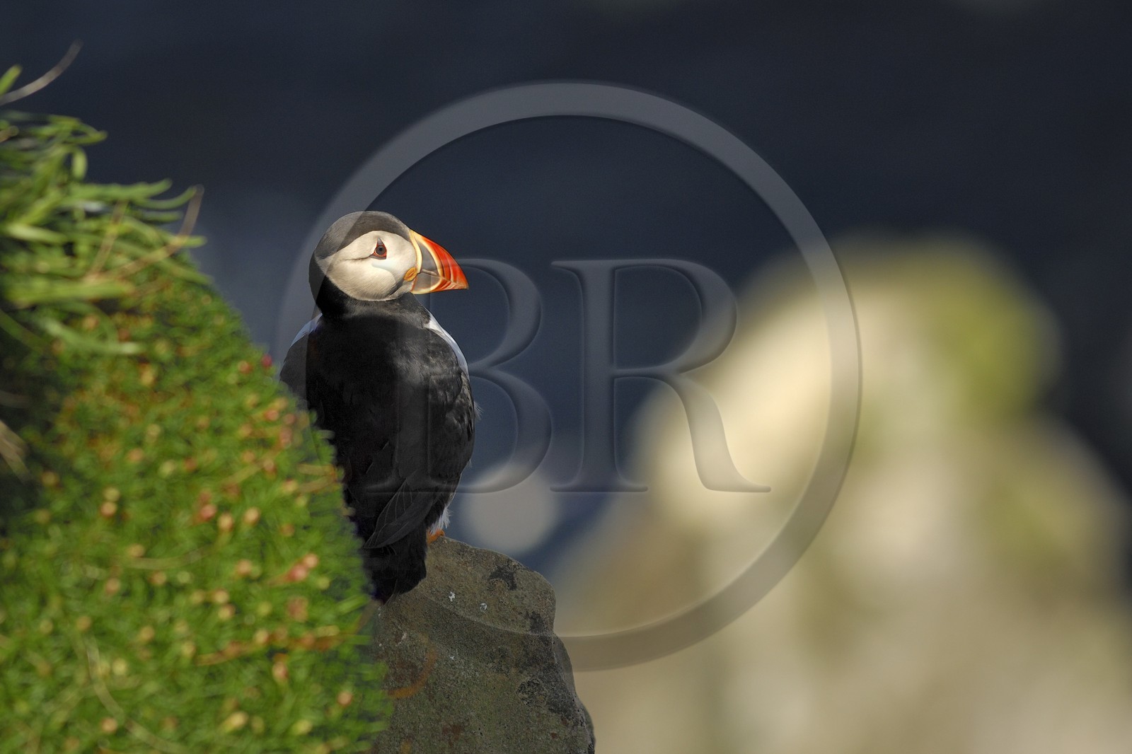 United Kingdom, Scotland, Shetland islands, puffin