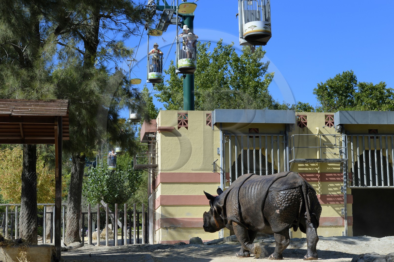 Portugal, Lisbonne, Jardin zoologique, Rhinocéros indien(Rhinoceros unicornis) et les télécabines qui font le tour du zoo