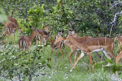 Namibia, Oshikoto region, Etosha National Park, Black-faced Impalas (Aepyceros melampus petersi)