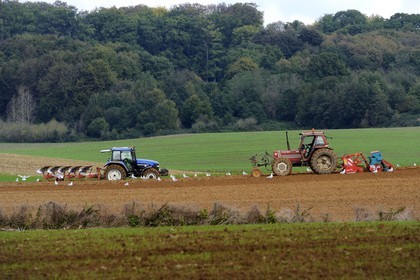 France, Seine-Maritime, Bretteville-du-Grand-Caux, plowing, seagulls feeding into the ground returned by tractors