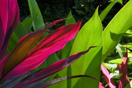 Caribbean, Dominica Island, Portsmouth, the banks of the Indian River, Ti-plant (Cordyline fruticosa)