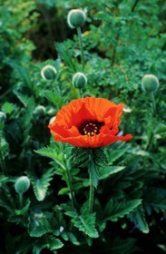 France, Eure, Giverny, Claude Monet Foundation garden, poppy