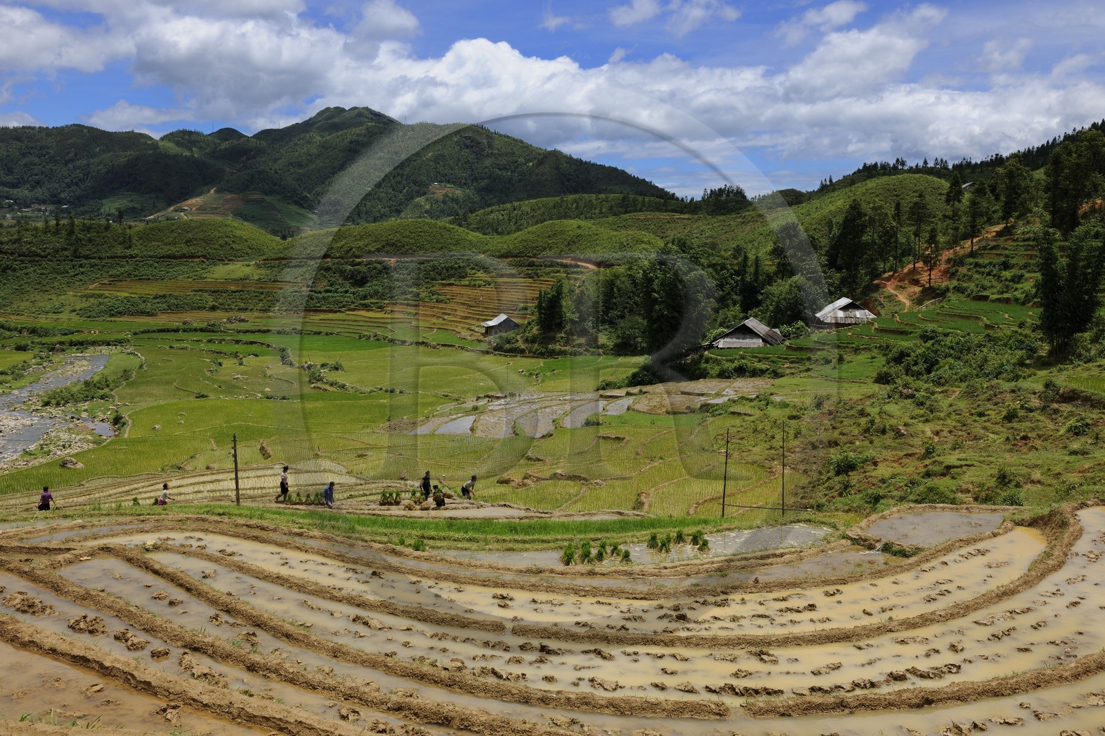 Vietnam, province de Lao Cai, région de Sapa, vallée de Ta Phin, culture de rizières en terrasses par la minorité Hmong Noir Vietnam, province de Lao Cai, région de Sapa, vallée de Ta Phin, culture de rizières en terrasses par la minorité Hmong Noir