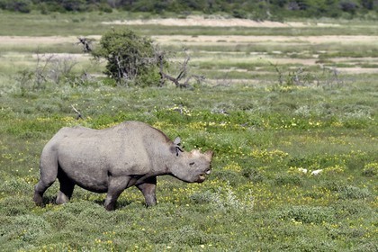 Namibia, Oshikoto region, Etosha National Park, black rhinoceros (Diceros bicornis) with the two horns cut to fight against poaching