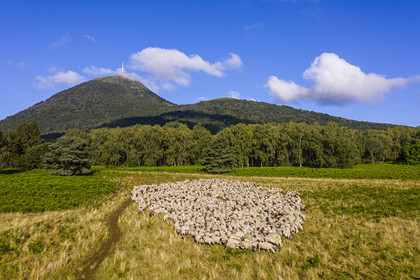 France, Puy de Dome, Parc Naturel Régional des Volcans d'Auvergne (regional nature park of Auvergne volcanoes), Chaine des Puys listed as World heritage by UNESCO, the shepherdess Charlotte Hevin with her dogs and a flock of Rava sheep at the foot of the Puy de Dôme volcano (aerial view)