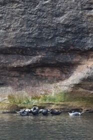 Canada, province de Québec, Gaspésie, île Bonaventure, colonie de phoques gris (Halichoerus grypus)