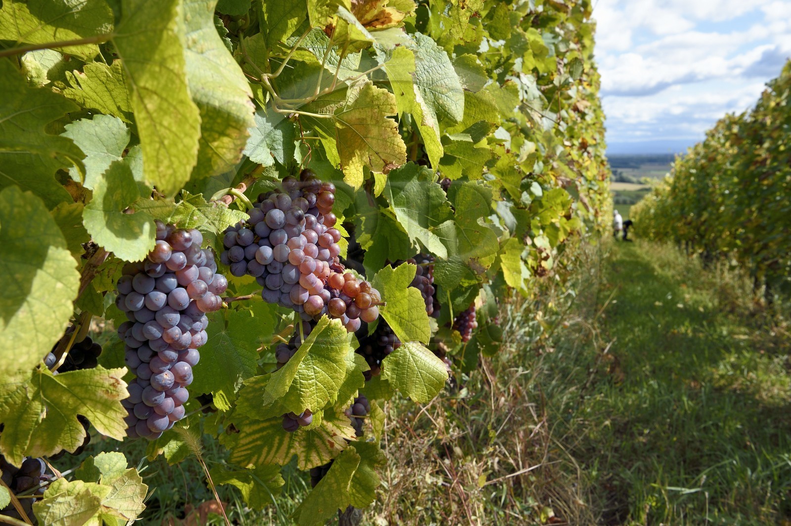 France, Haut-Rhin (68), Route des vins d'Alsace, Bergheim, Domaine viticole Marcel Deiss, grappes de raisin