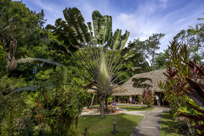 France, French Guiana, the carbet (shelter) at Camp Maripas on the banks of the Kourou river, traveller's tree (Ravenala madagascariensis)