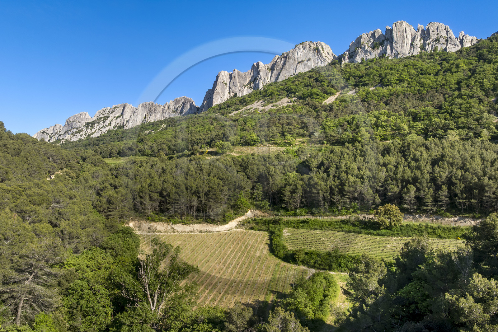 France, Vaucluse (84), Dentelles de Montmirail, Gigondas, la montagne des Dentelles Sarrasines et les vignobles en restanques au col du Cayron (vue aérienne)