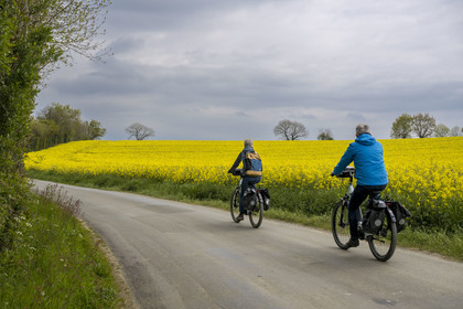 France, Vendée (85), Pouzauges, randonnée cycliste sur la piste de la véloroute Vendée Vélo Tour, un champ de colza en arrière plan