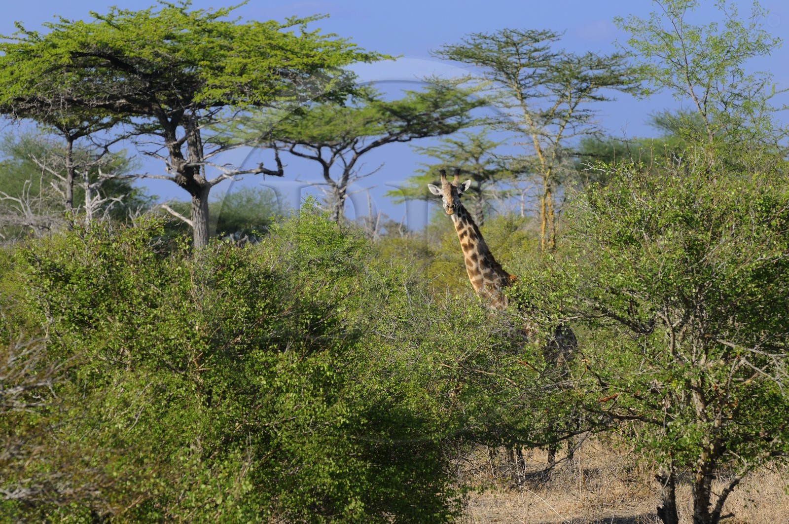 Tanzanie, Reserve de gibier de Selous une des plus grandes zones protégées au monde et inscrite sur la liste du patrimoine mondial de l’Unesco depuis 1982, girafe (Giraffa camelopardalis)