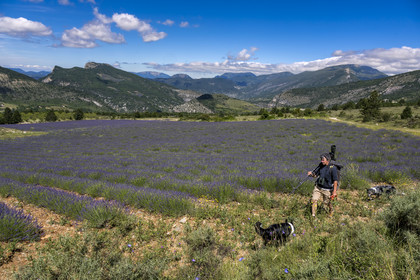 France, Drôme (26), parc naturel régional des Baronnies provençales, Rémuzat, Christian Tessier, directeur de l'association Vautours en Baronnies, part observer des vautours fauves sur le plateau Saint-Laurent longue vue sur l’épaule