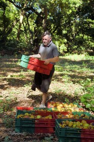 France, Reunion island (French overseas department), Saint-Paul, Laperrière mango orchard at Tour-des-Roches, Ludovic Maufras, creator of La Part des Anges Distillation, harvests mangoes for making his natural eau de vie (brandy)