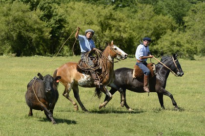 Argentina, Buenos Aires Province, San Antonio de Areco, estancia La Bamba de Areco, gauchos at work chasing a cow with a lasso