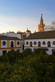 Espagne, Andalousie, Séville, quartier de Santa Cruz, plaza de Dona Elvira et La Giralda en arrière plan