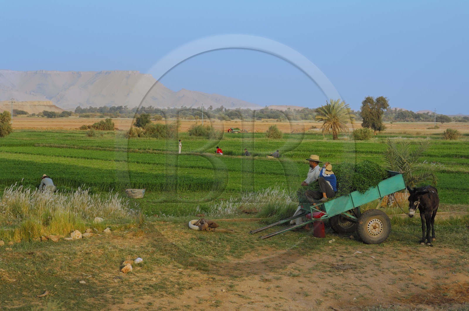 Egypte, désert libyque, oasis de Dakhla, travaux des champs