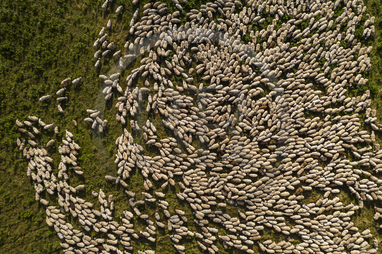 France, Puy-de-Dôme (63), Parc Naturel Régional des Volcans d'Auvergne, Chaine des Puys classée Patrimoine Mondial de l’UNESCO, troupeau de brebis Rava au pied du volcan Puy de Dôme (vue aérienne)