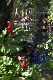 Caraïbes, Ile de la Dominique, Portsmouth, les rives de l'Indian River, alpinia rouge (Alpinia purpurata)