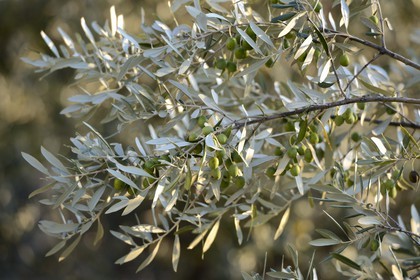 France, Corse-du-Sud (2A), Alta Rocca, Sainte-Lucie-de-Tallano (Santa Lucia di Tallà), olives