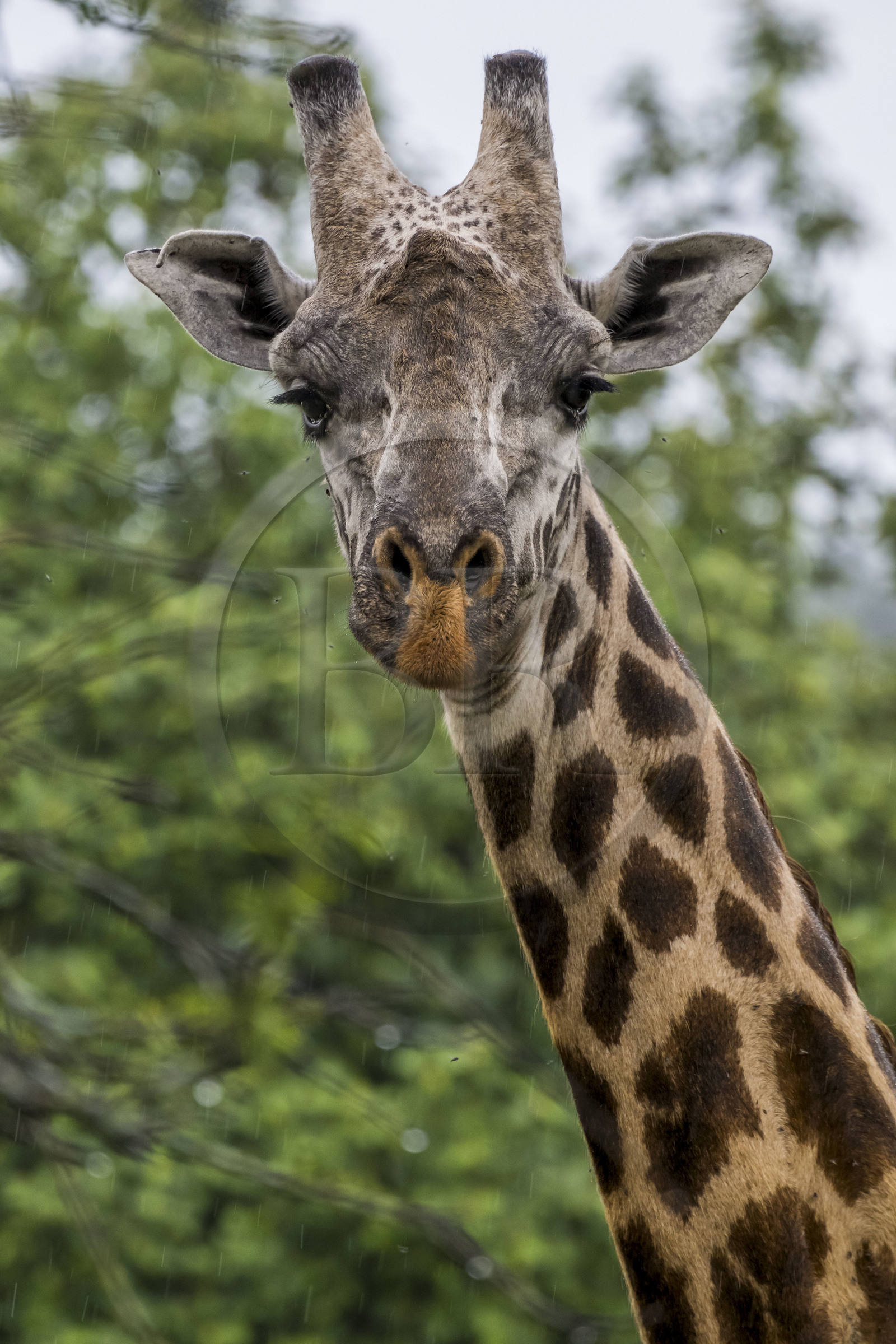 Rwanda, Parc national de l'Akagera, girafe (Giraffa camelopardalis)