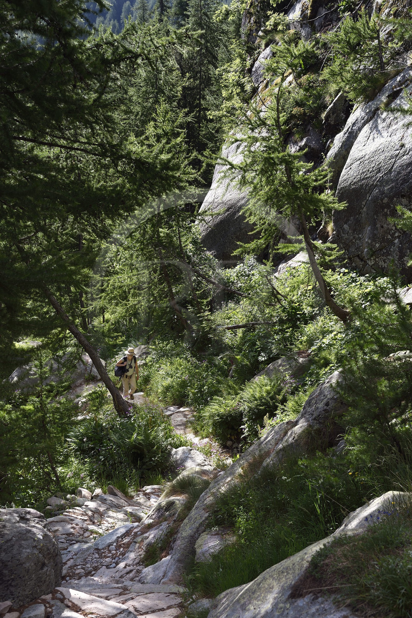 France, Alpes-Maritimes, parc national du Mercantour (Mercantour National Park), vallon de la Minière (Miniere valley) below the Vallee des Merveilles (Valley of Wonders), trail on the slopes of Mount Bego