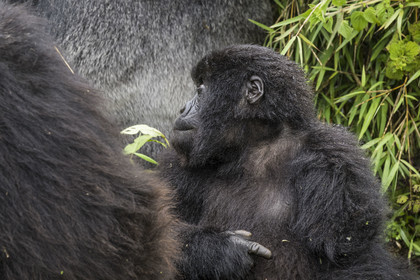 Rwanda, Province du Nord, Parc National des Volcans dans la chaine des Monts Virunga, mont Karisimbi, gorilles des montagnes (Gorilla beringei beringei) du groupe Susa