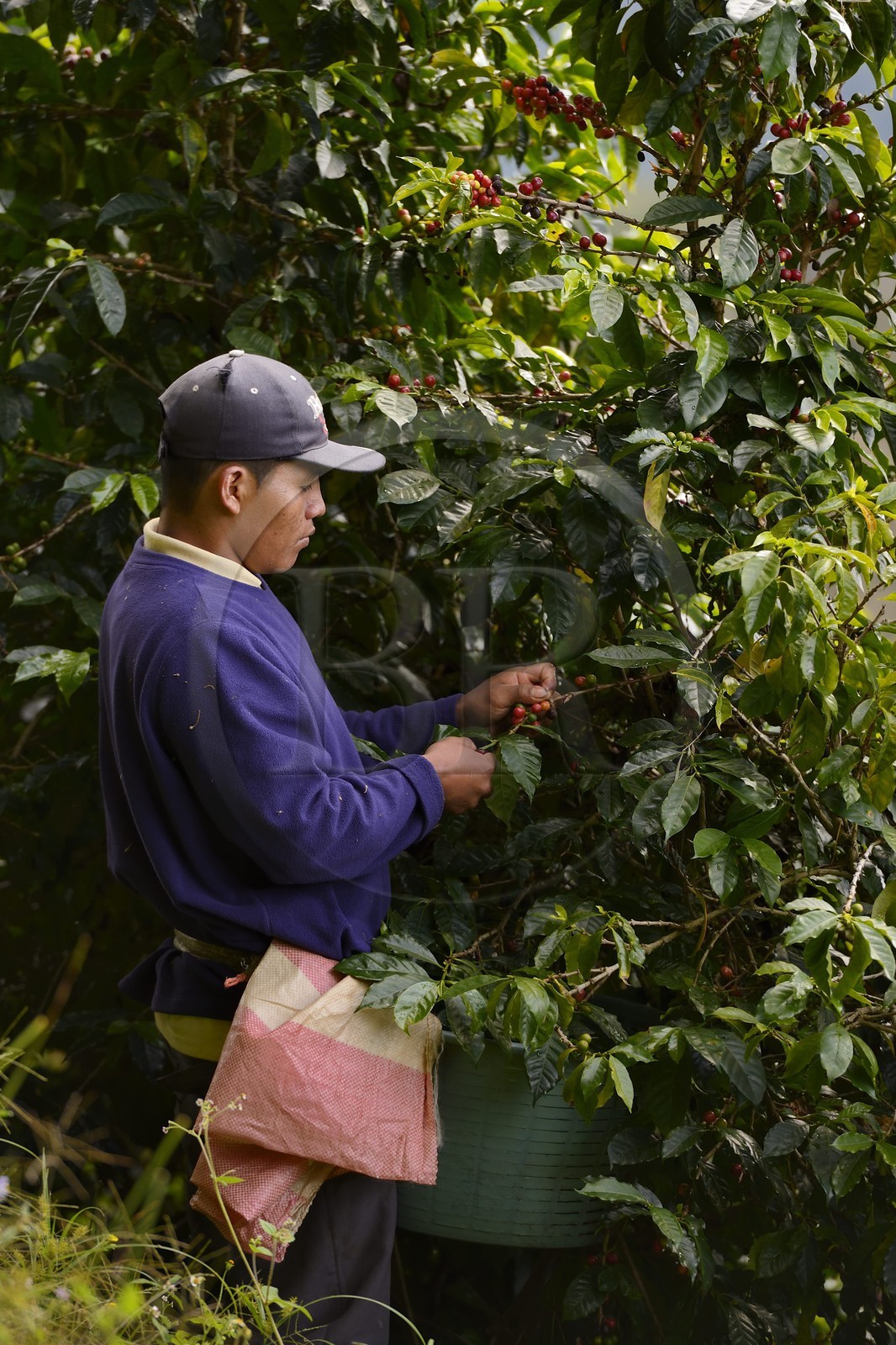 Panama, province de Chiriqui, Boquete, plantation de café Finca Lerida, cueillette des grains de café par un amérindien Nägbe