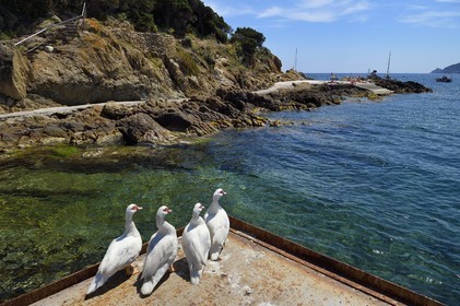 France, Var (83), Iles d'Hyères, Parc national de Port Cros, Ile du Levant, domaine naturiste d'Héliopolis, groupe de canards de Barbarie au port observant la zone exclusivement naturiste sur les rochers en bord de mer