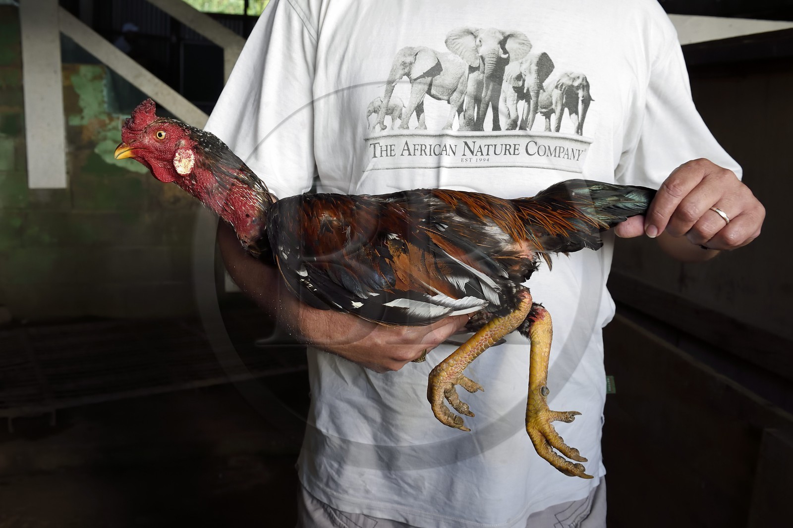 France, Ile de la Reunion, Petit Tampon, combat de coqs dans le Rond de Coq