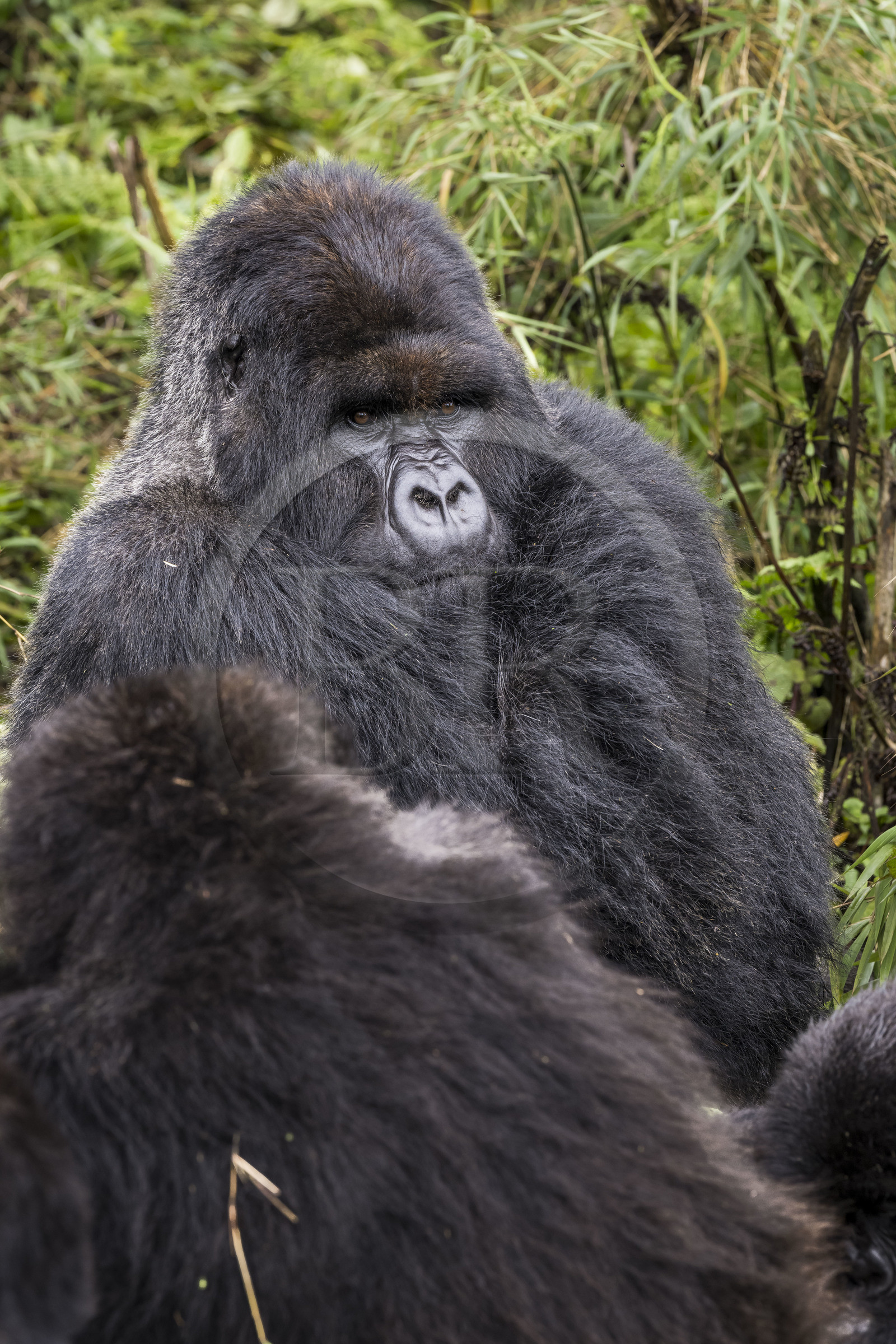 Rwanda, Province du Nord, Parc National des Volcans dans la chaine des Monts Virunga, mont Karisimbi, gorille des montagnes (Gorilla beringei beringei), dos argenté (silverback) nommé Impuzamahanga qui est le male dominant du groupe Susa