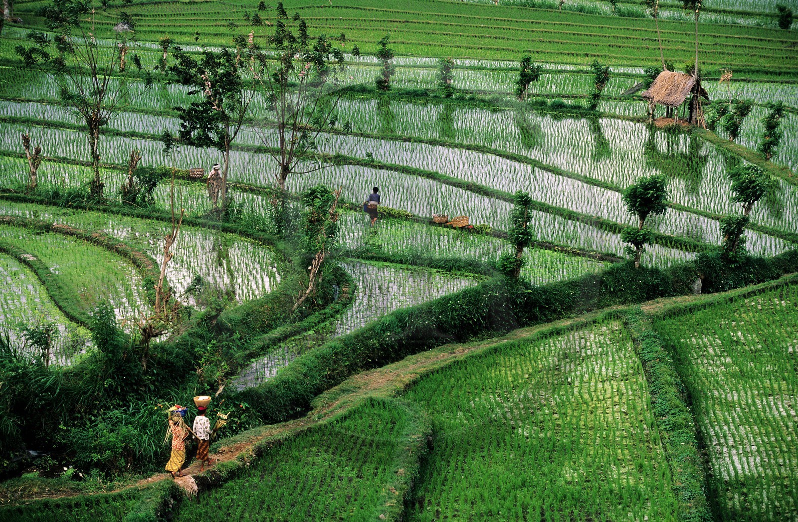 Indonésie, île de Bali, rizières en terrasses dans la région de Tirtagangga