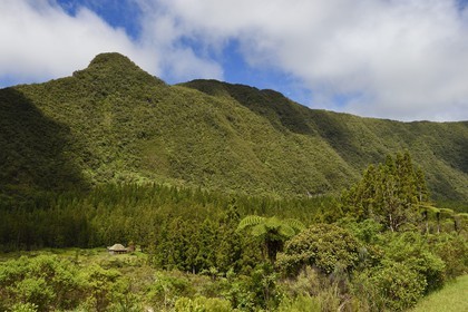 France, Ile de la Reunion, Saint Benoit, Parc national de La Reunion, classé Patrimoine Mondial de l'UNESCO, foret de Bébour, fougères arborescentes