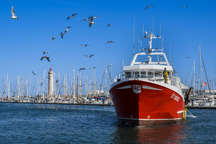 France, Herault, Sete, return of the trawlers from their fishing day followed by their procession of seagulls and the mole Saint-Louis lighthouse in the background
