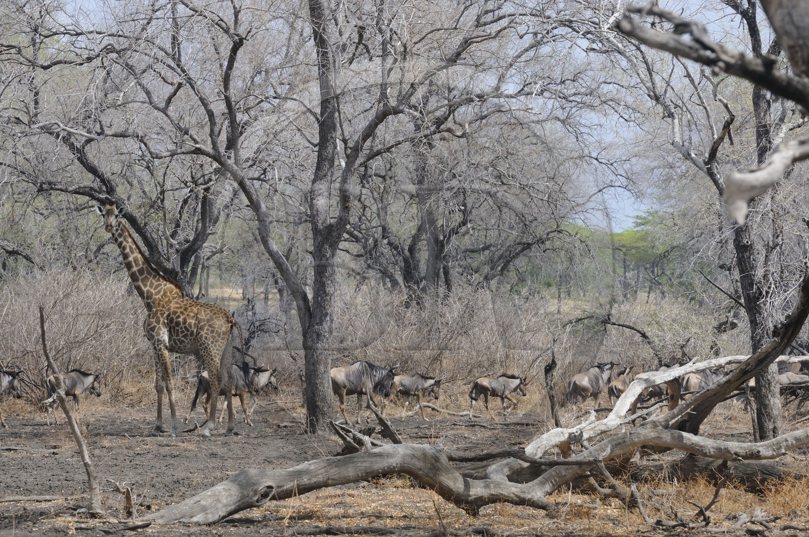 Tanzanie, Reserve de gibier de Selous une des plus grandes zones protégées au monde et inscrite sur la liste du patrimoine mondial de l’Unesco depuis 1982, girafe (Giraffa camelopardalis) et troupeau de gnous