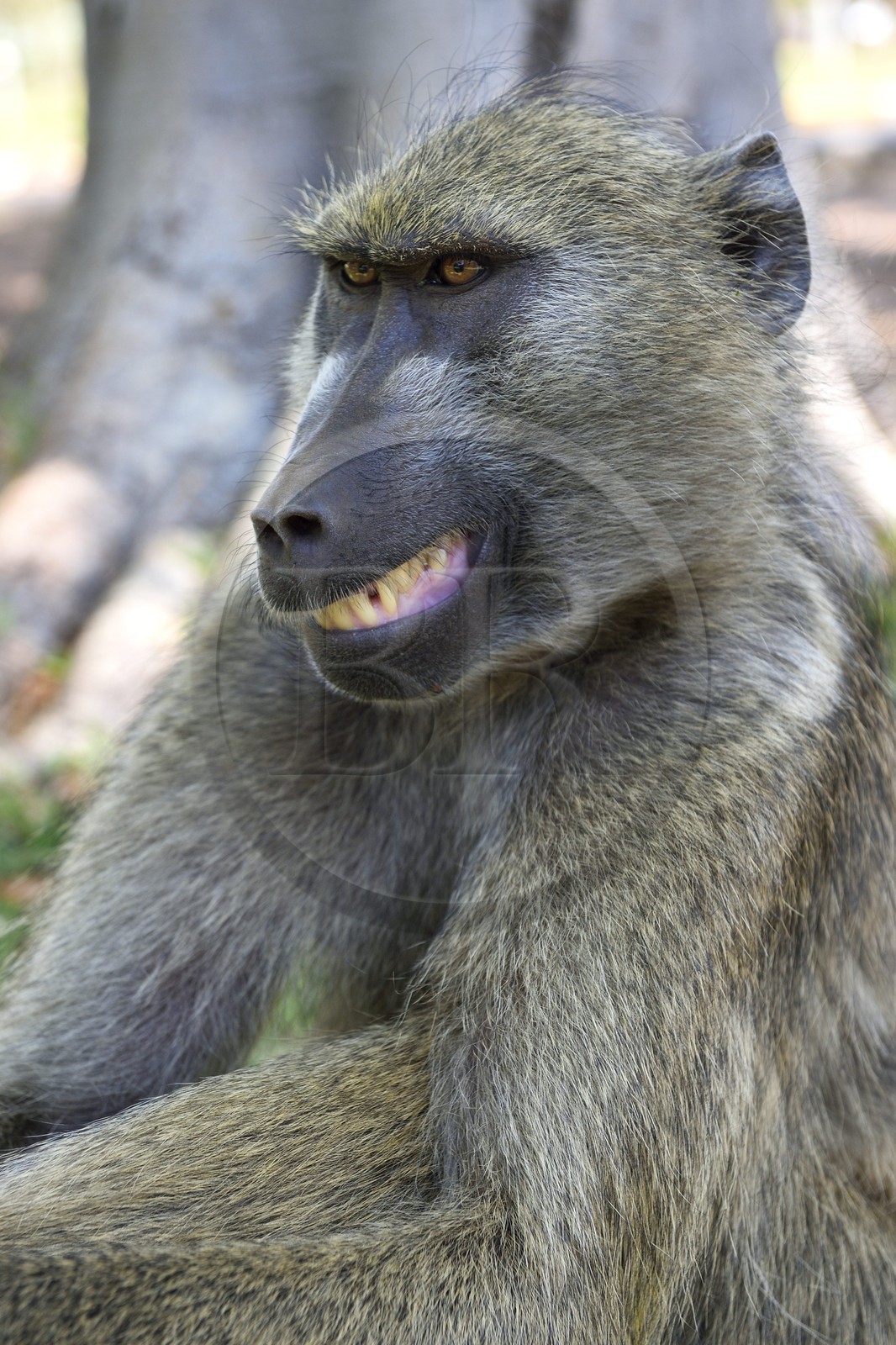 Zimbabwe, province de Matabeleland septentrional, Victoria Falls, babouin chacma (Papio ursinus)