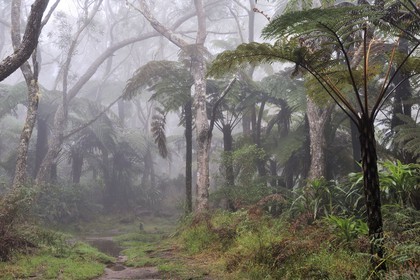 France, île de la Réunion, forêt de Bélouve, fougères arborescentes