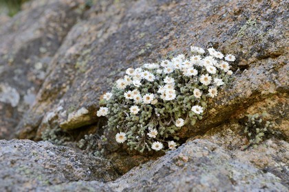 France, Corse du Sud, Alta Rocca, massif of Bavella flora