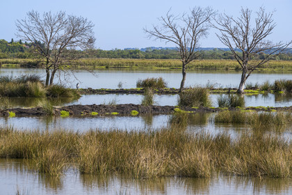 France, Gard, Aigues-Mortes, Saint-Laurent-d'Aigouze, the Petite Camargue