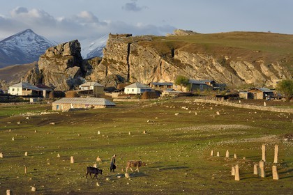 Azerbaïdjan, région de Quba (Guba), chaine de montagne du Grand Caucase, village de Giriz à l'aube, femme amenant ses vaches au prés
