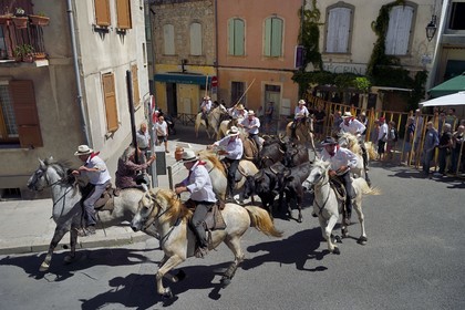 France, Bouches du Rhone, Arles, the Cocarde d'Or, arrival in the arena of the bulls coming from the meadows accompanied on horseback by the guardians of the manade Jacques Mailhan, the abrivado precedes the course camarguaise