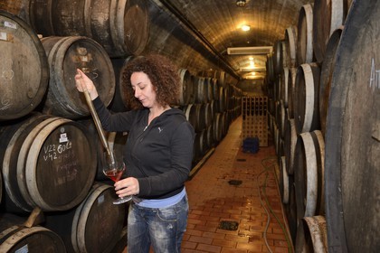 Greece, Cyclades, Aegean Sea, Santorini (Thira or Thera), plain of Oia, Domaine Sigalas winery