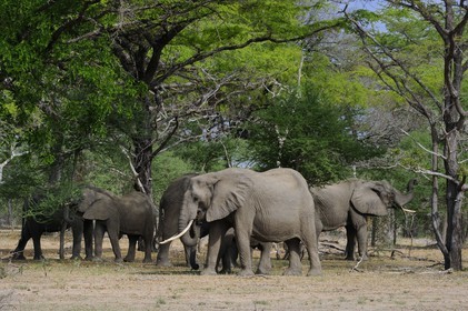 Tanzanie, Reserve de gibier de Selous une des plus grandes zones protégées au monde et inscrite sur la liste du patrimoine mondial de l’Unesco depuis 1982, Éléphant de savane d'Afrique (Loxodonta africana)